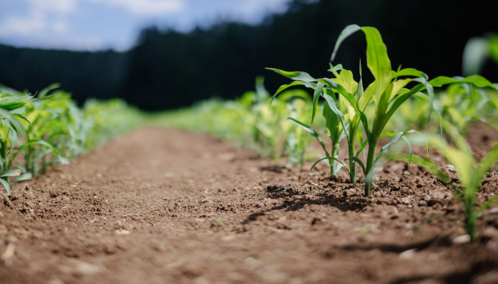Agriculture: Business Ideas In Punjab