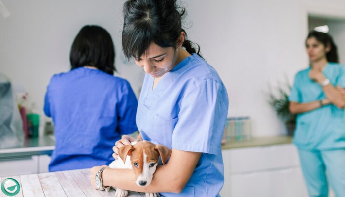 Pet Care