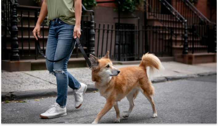 Dog Walking-make money hobbies