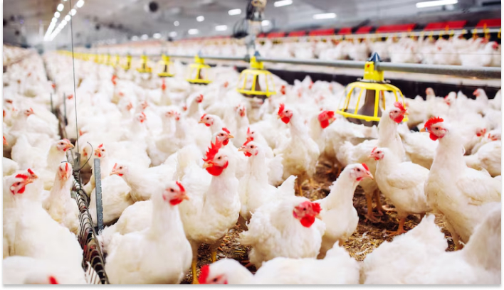Poultry Farm-online business ideas in tamil