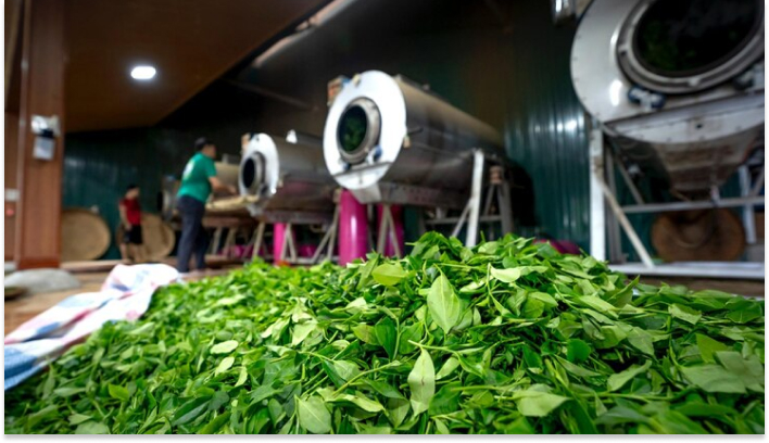 Tea Processing Unit-zero investment business in tamilnadu