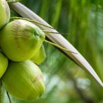 Coconut Business Ideas