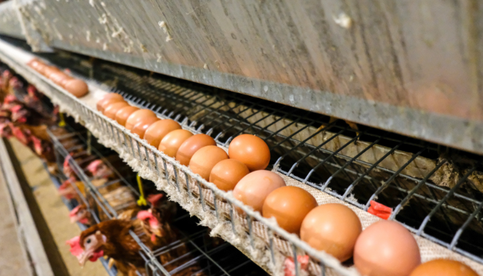 Poultry farm business