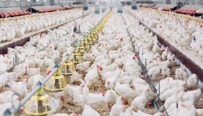 Poultry farm business ideas