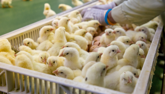 how to start a poultry business 