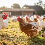 How To Start A Poultry Farm Business in India
