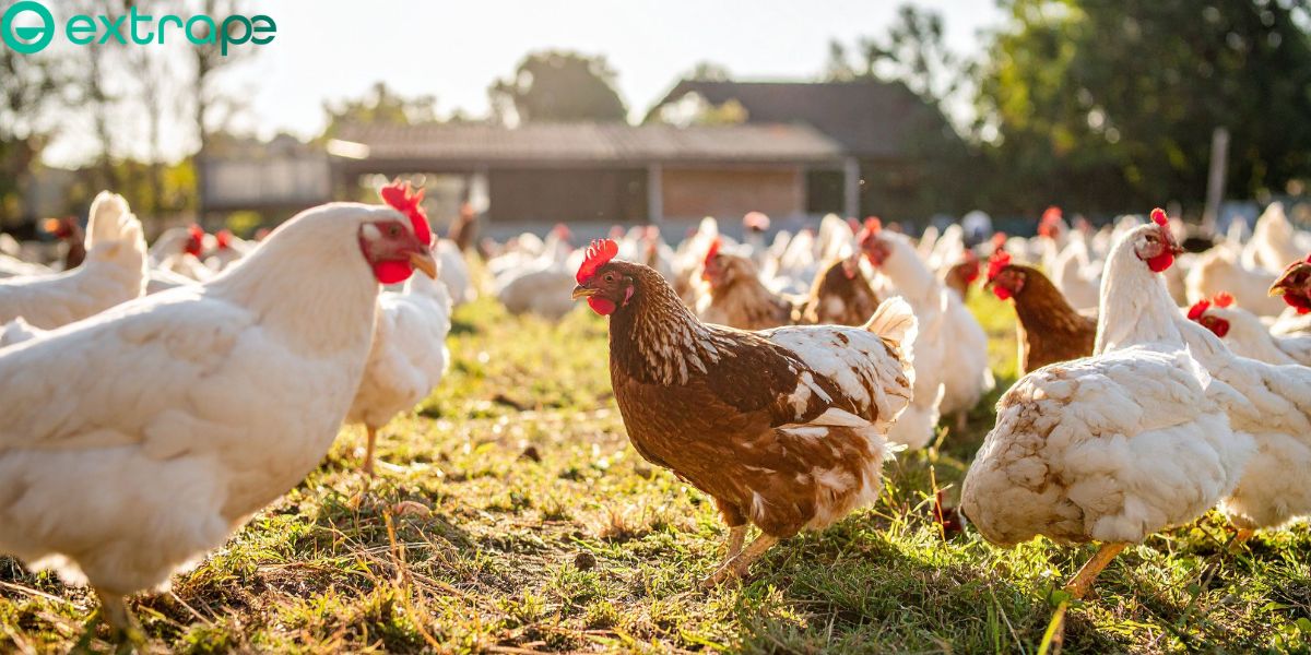 How To Start A Poultry Farm Business in India